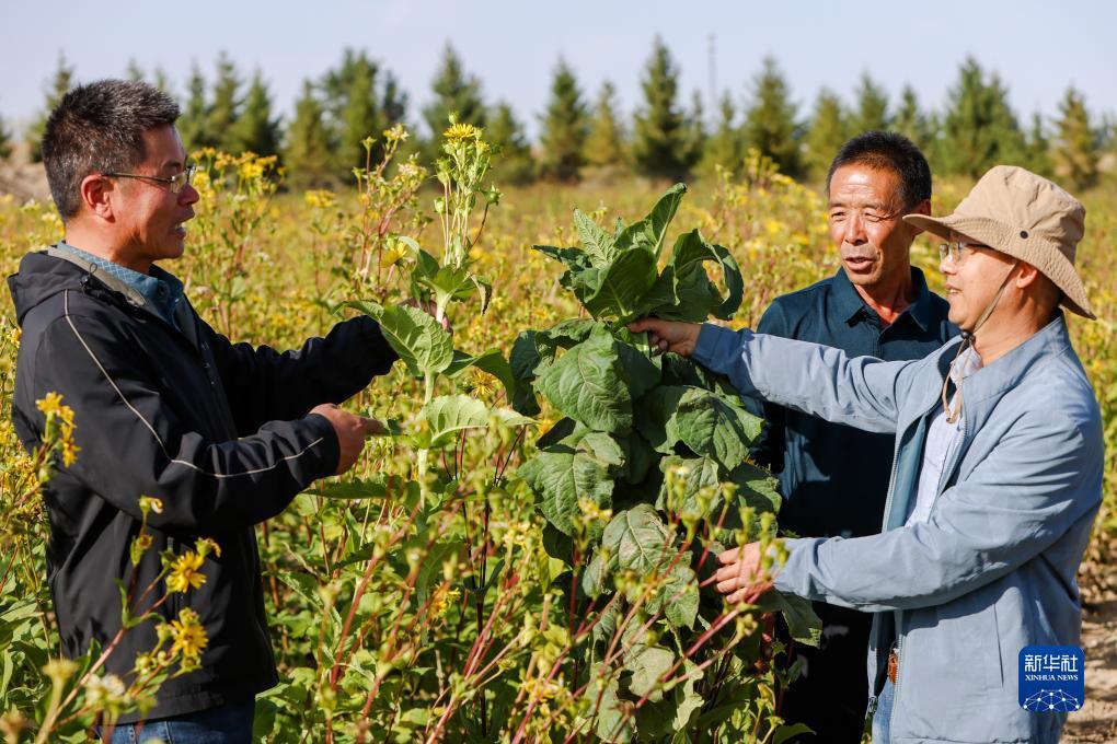 有森林游戏的游戏平台